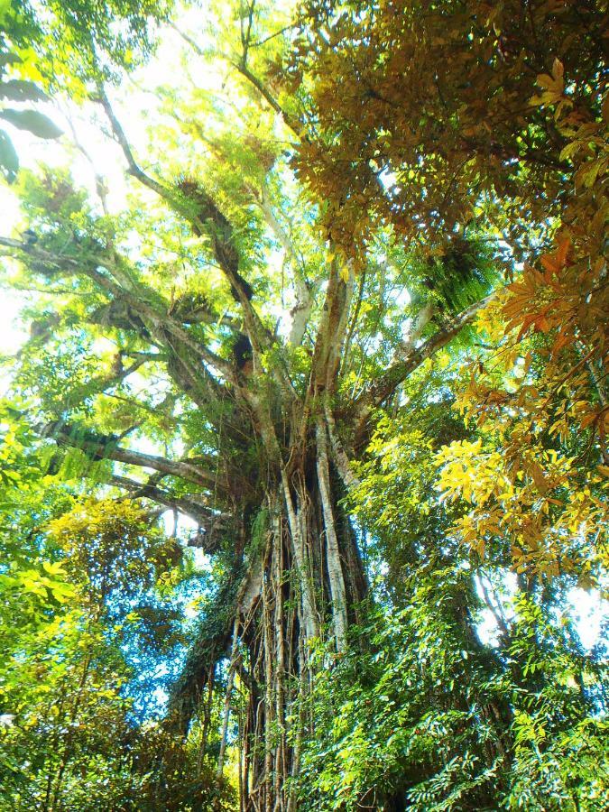 On The Wallaby Eco Lodge Yungaburra Dış mekan fotoğraf